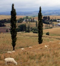 Landscape